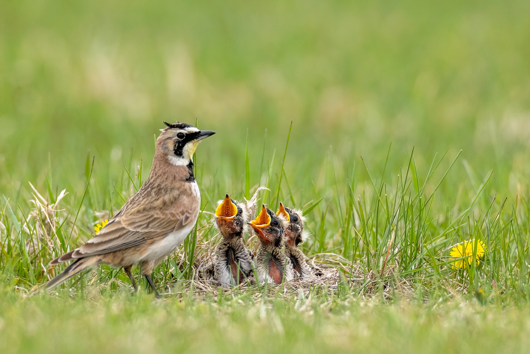 Horned lark nesting habits shed light on declining bird populations