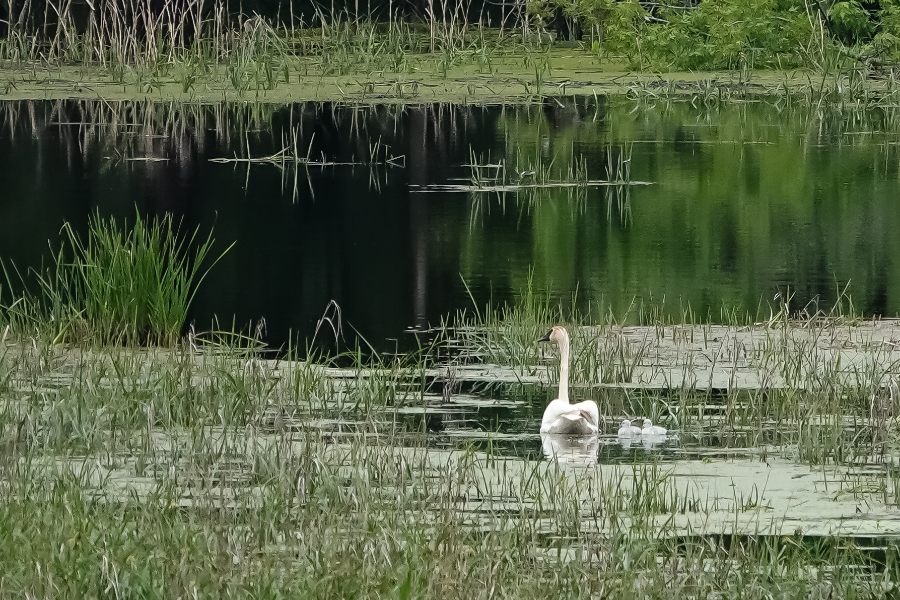 Feathered newcomers: Trumpeter swans hatch cygnets - Eden Prairie Local ...