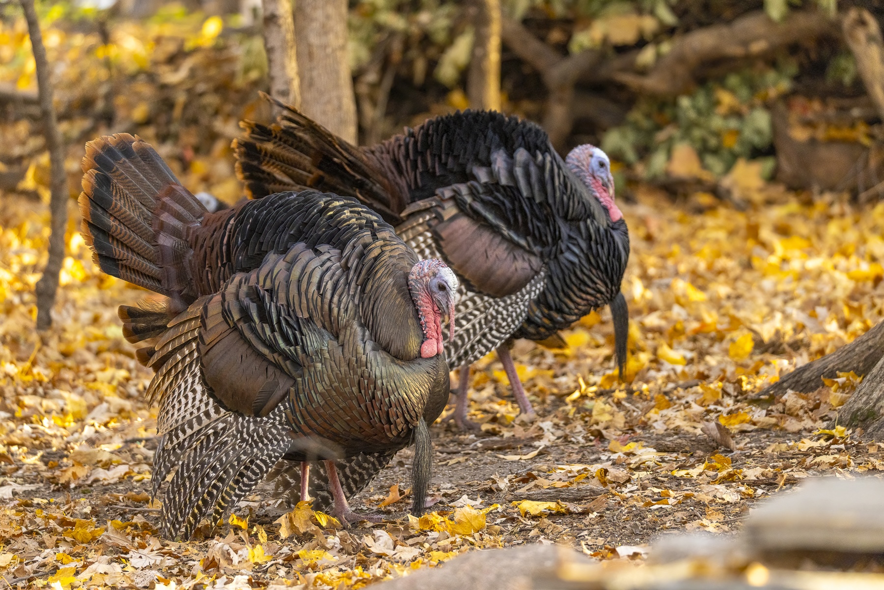 Turkey tales The wild turkey’s feathery comeback in Minnesota Eden